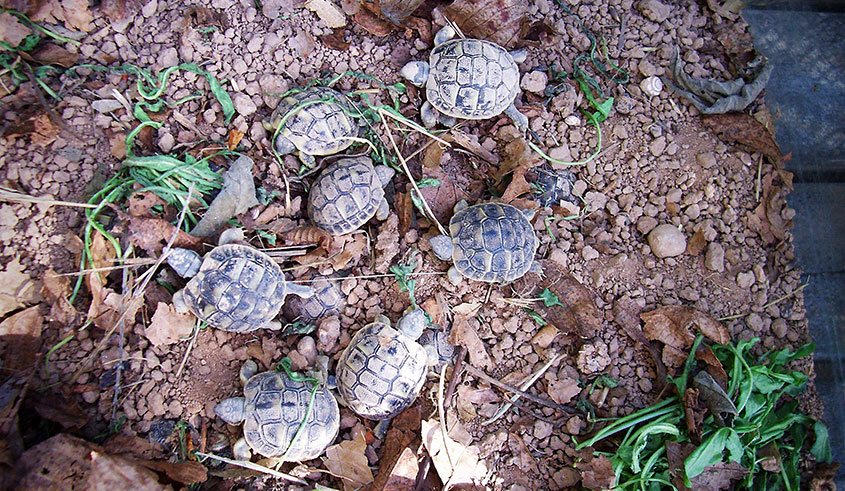 Foto tortugues petites